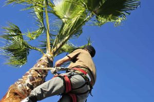 palm-tree-trimming-pheonix