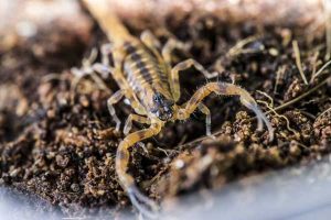 Scorpions Phoenix